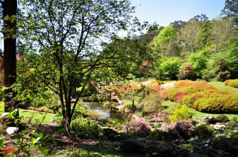 Картинка national rhododendron gardens olinda австралия природа парк