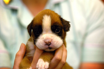Картинка животные собаки щенок малыш на руках
