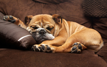 Картинка животные собаки кресло собака спит