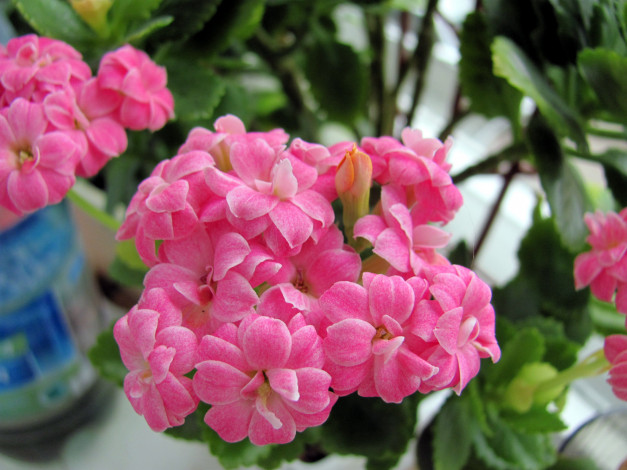 Обои картинки фото цветы, каланхоэ, розовый