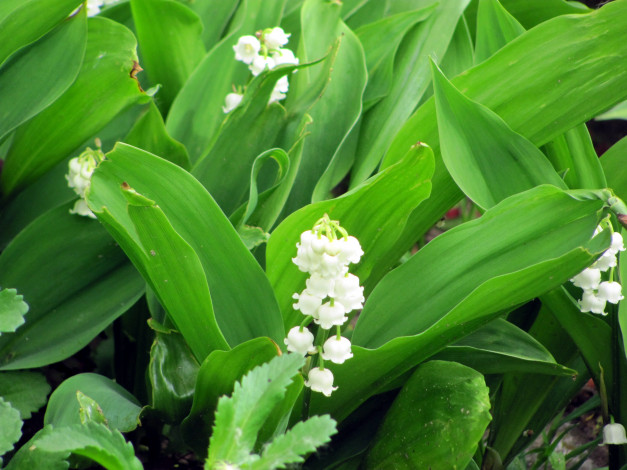 Обои картинки фото цветы, ландыши, весна, белый, май, зеленый