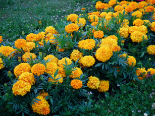 Картинка цветы бархатцы чернобривцы