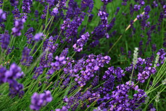 Картинка цветы лаванда фиолетовый прованс
