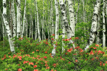 Картинка природа лес березы азалии