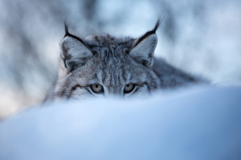 Картинка животные рыси уши глаза снег