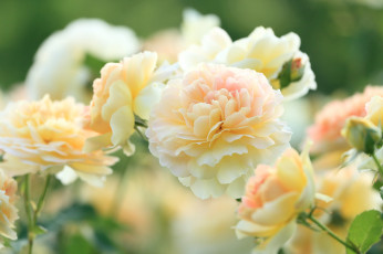 Картинка цветы розы нежность