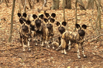 Картинка животные гиены гиеновые собаки стая