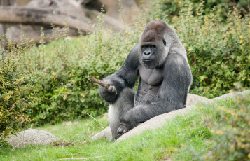 Картинка животные обезьяны палка горилла