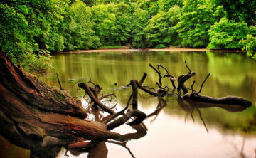 Картинка природа реки озера вода деревья коряги