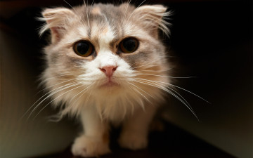 Картинка животные коты кот морда глаза