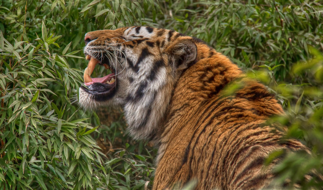 Обои картинки фото животные, тигры, хищник, рык