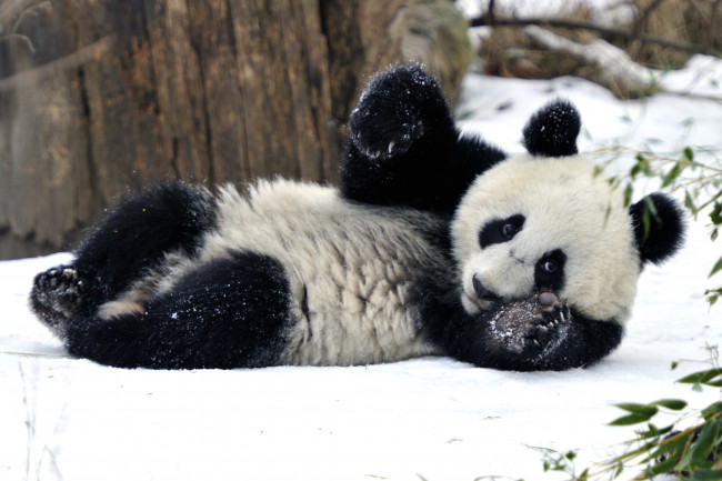 Обои картинки фото животные, панды, снег, мишка, привет