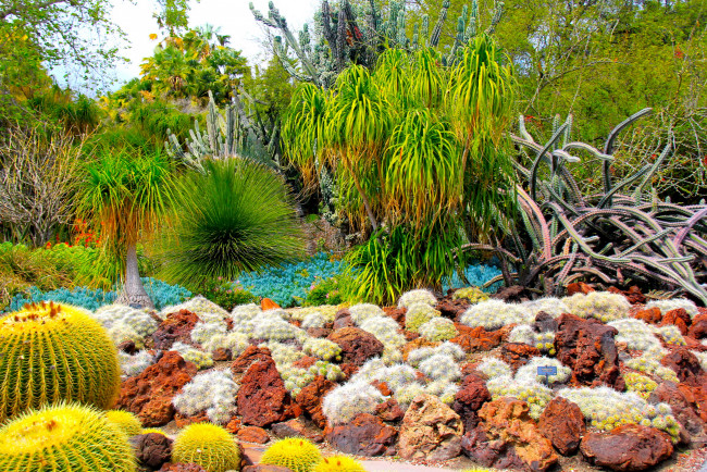 Обои картинки фото botanical, garden, san, marino, california, природа, парк, ботанический, сад, кактусы