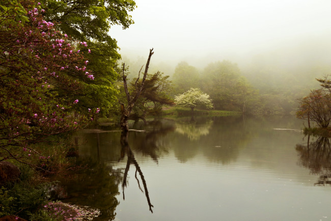 Обои картинки фото природа, реки, озера, весна, деревья, цветение, озеро, туман