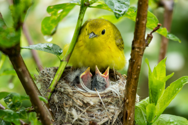 Обои картинки фото животные, гнезда, птиц, птичка, гнездо, птенцы, желторотики