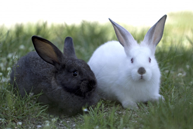 Обои картинки фото животные, кролики, зайцы, уши, дуэт