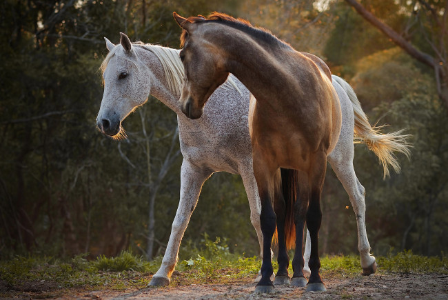 Обои картинки фото животные, лошади, пара, красота
