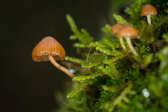 Картинка природа грибы размытость темный фон мох