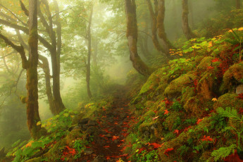 Картинка природа лес камни листва деревья туман