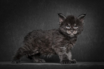 Картинка животные коты мэйн-кун котенок черный фон