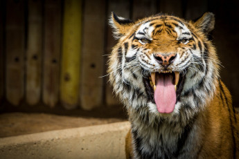 Картинка животные тигры пасть кошка морда гримаса язык клыки