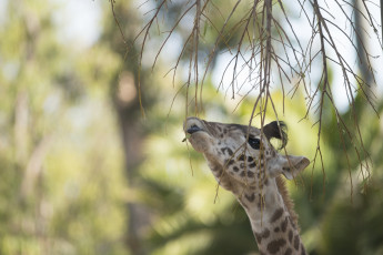 Картинка животные жирафы листочек ветки морда
