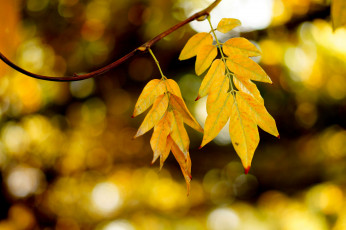 Картинка природа листья осень ветка жёлтые блики