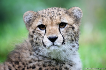 Картинка животные гепарды кошка морда грустный