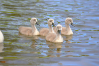 Картинка животные лебеди the lake серые озеро kids gray swans малыши