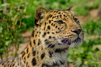 Картинка животные леопарды амурский хищник морда усы