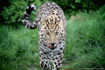 Картинка животные леопарды кошка морда язык прогулка