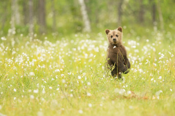 Картинка животные медведи медвежонок любопытство интерес поза малыш