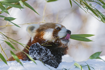 обоя животные, панды, бамбук, ветка, firefox, красная, панда, малая, язык, зима, снег