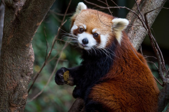 Картинка животные панды панда обед мордочка красная