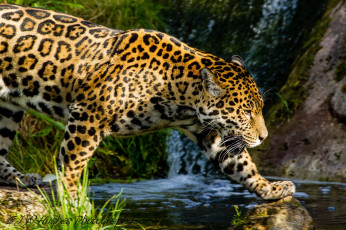 Картинка животные Ягуары кошка пятна профиль прогулка ручей лето