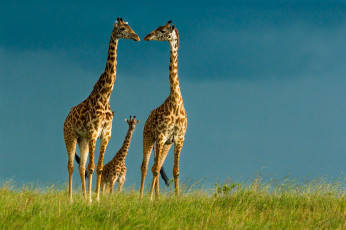 Картинка животные жирафы небо дикая природа