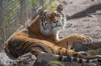 Картинка животные тигры кошка морда лежит отдых зоопарк