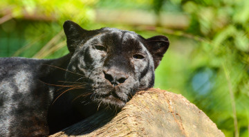 Картинка животные пантеры леопард черный кошка морда отдых