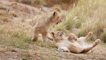Картинка животные львы львята детеныши малыши пара игра