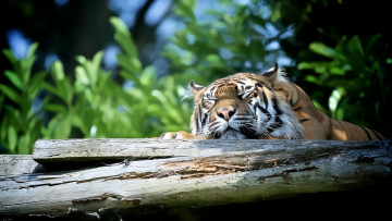 Картинка животные тигры морда отдых сон кошка