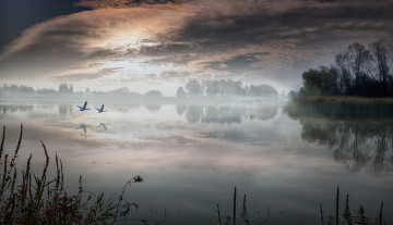 Картинка природа реки озера туман озеро лебеди