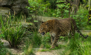 Картинка животные леопарды заросли прогулка хищник
