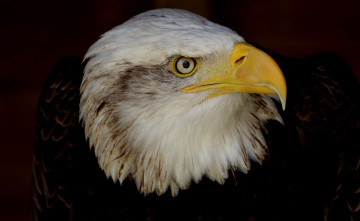 Картинка животные птицы+-+хищники орлан хищник профиль клюв перья