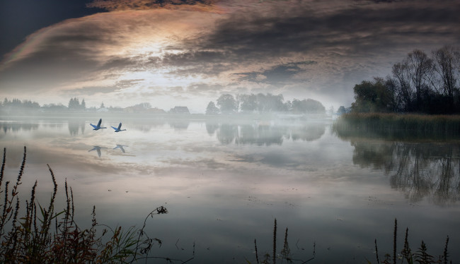 Обои картинки фото природа, реки, озера, туман, озеро, лебеди