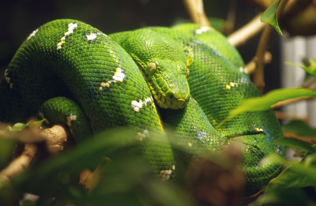 Обои картинки фото животные, змеи,  питоны,  кобры, зеленый, кольца