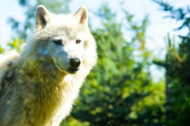 Обои картинки фото животные, волки,  койоты,  шакалы, белый, волк, красавец, мех, морда