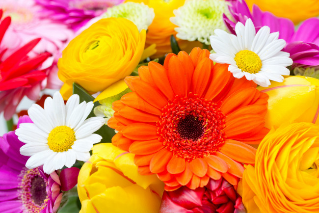 Обои картинки фото цветы, разные вместе, ромашки, тюльпаны, daisies, tulips, flowers, герберы, gerberas