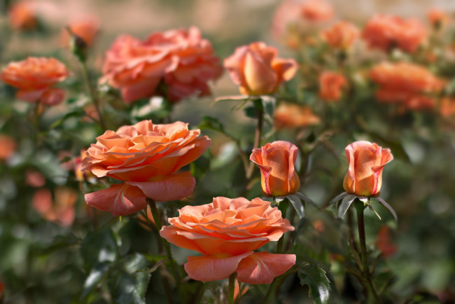 Обои картинки фото цветы, розы, оранж