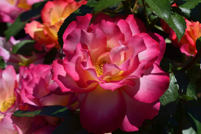 Обои картинки фото цветы, розы, яркий