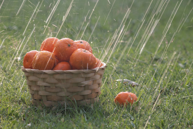 Обои картинки фото еда, цитрусы, корзина, трава, дождь, капли, апельсины